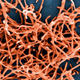The Ebola virus. (Image: NIAID)
